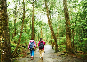 富士山秘境！巡游熔岩洞窟和青木原树海的散步行程推荐
