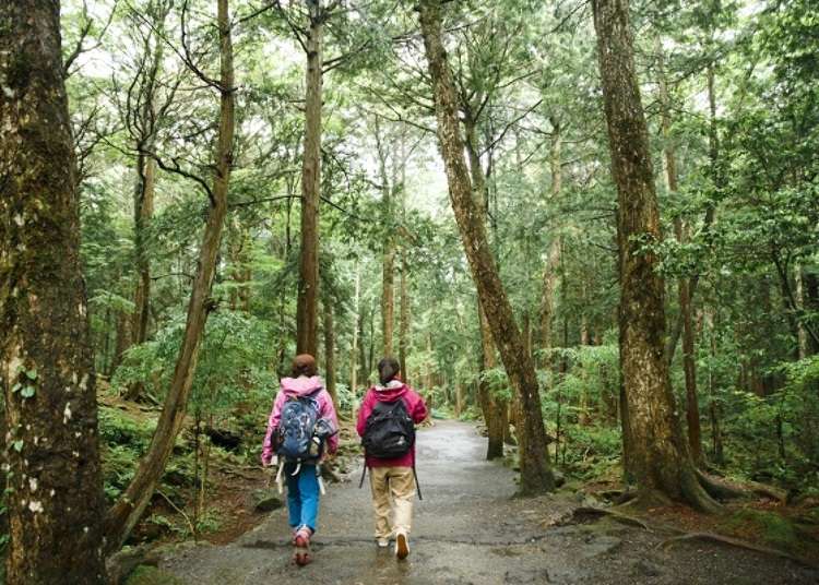Start your Journey through Aokigahara Forest at the Foot of Mount Fuji