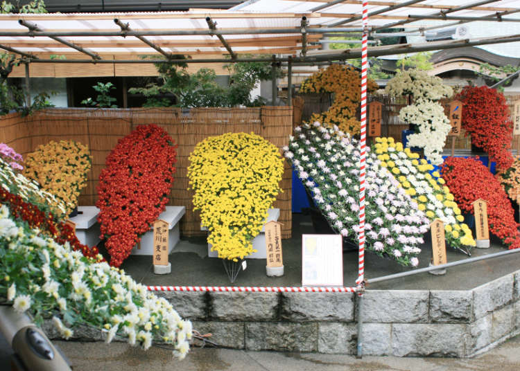 The Bunkyo Chrysanthemum Festival