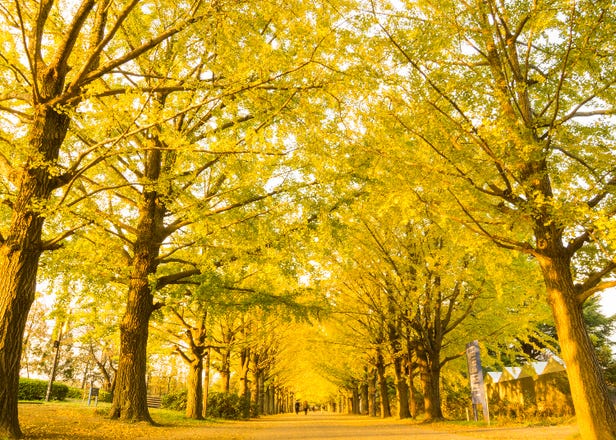 Autumn in Tokyo 2024: 16 Best Places to See Fall Foliage in Tokyo