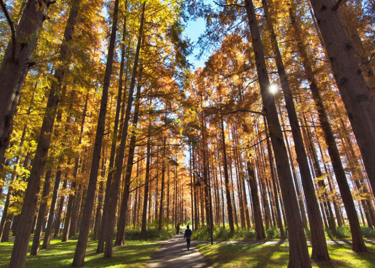 8. Mizumoto Park: Enjoy the rare colors of the dawn redwood
