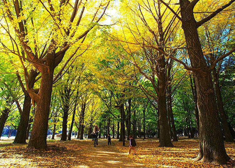 10. Yoyogi Park: A colorful contrast of yellows and reds
