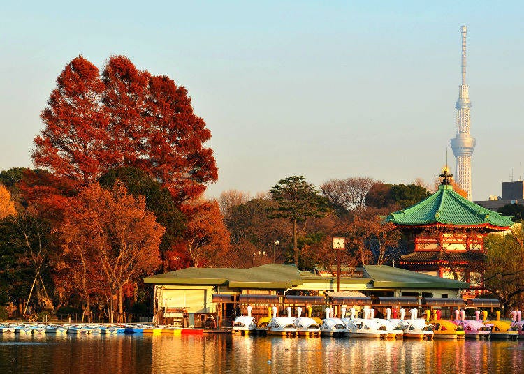 2. Ueno Park: A spacious grove of autumn leaves in Tokyo