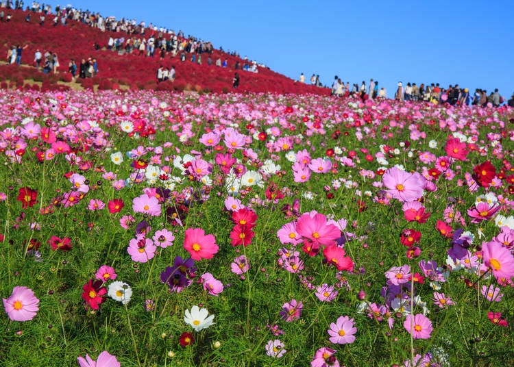 15. Hitachi Seaside Park