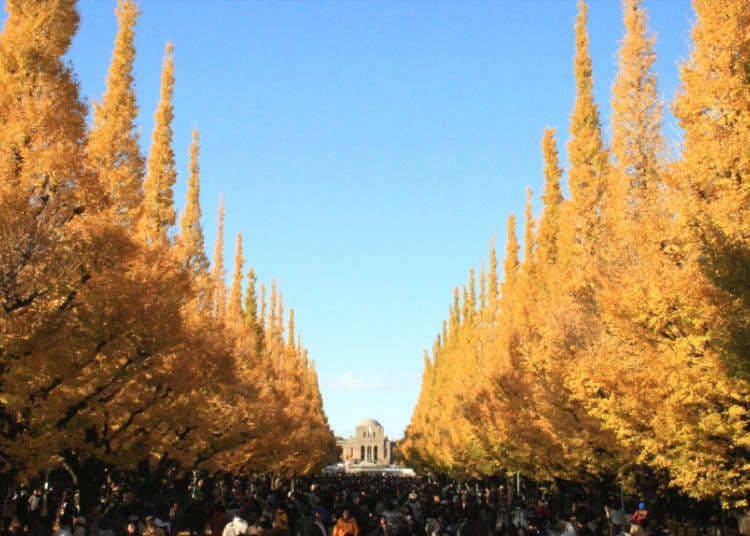 5. Meijijingu Gaien: 300 meters of golden ginkgo trees