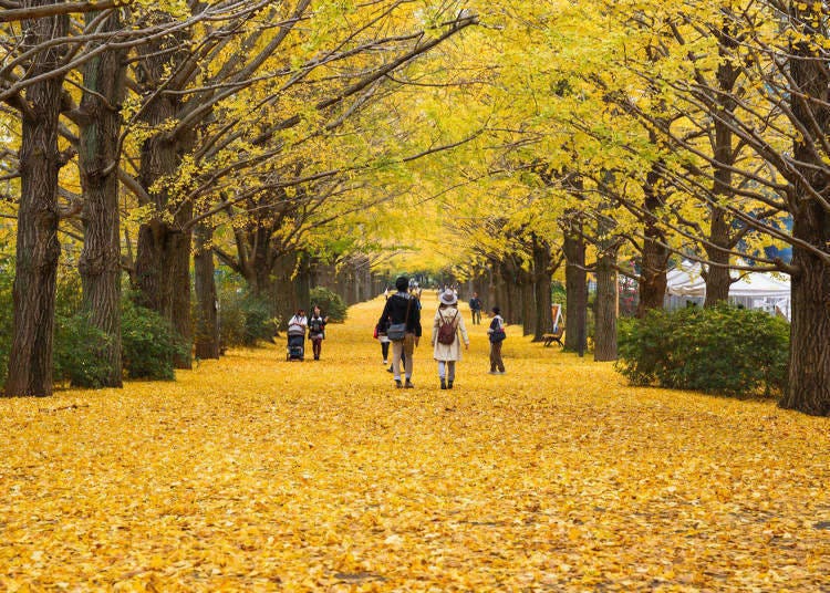 9. Showa Memorial Park: A golden carpet of ginkgo leaves and inspiration for the Yellow Spring Road?