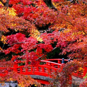 Kawagoe Autumn Maple One Day Tour from Tokyo
(Image: Klook)