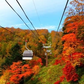 Nasu Autumn Leaves & Ashikaga Flower Park Illumination One Day Tour
(Image: Klook)