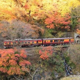 Watarase Valley & Takatsudo Gorge Autumn Maple Day Tour from Tokyo
Details & Bookings ▶
(Image: Klook)