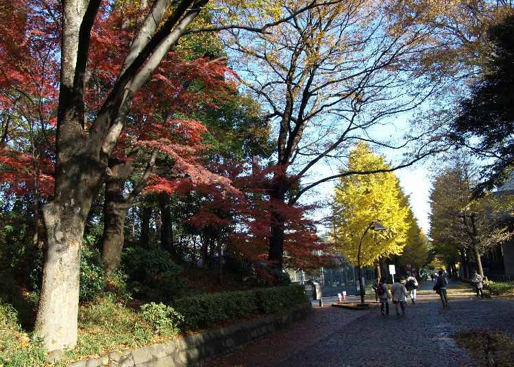 広大な敷地で色とりどりの紅葉を楽しむなら【上野恩賜公園】