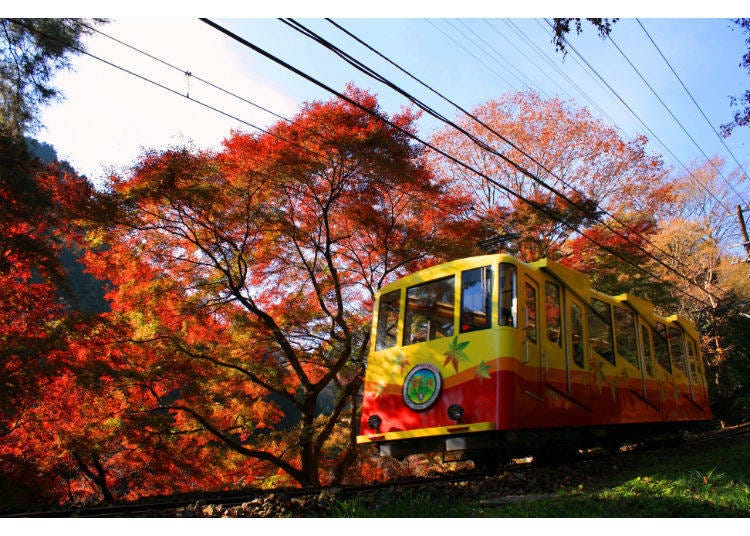 鮮やかな紅葉のトンネル【高尾山】