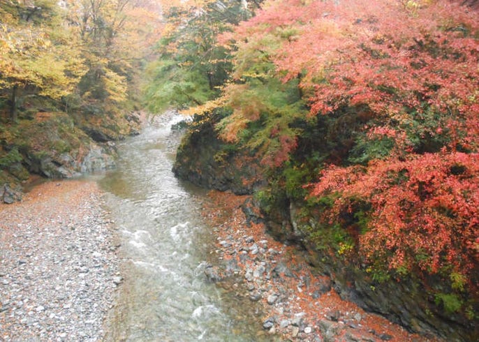 精选7处东京 近郊的红叶景点 Live Japan 日本的旅行 旅游 体验向导