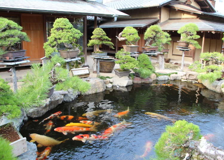 Experiencing the Art of Bonsai in Japan (Video)