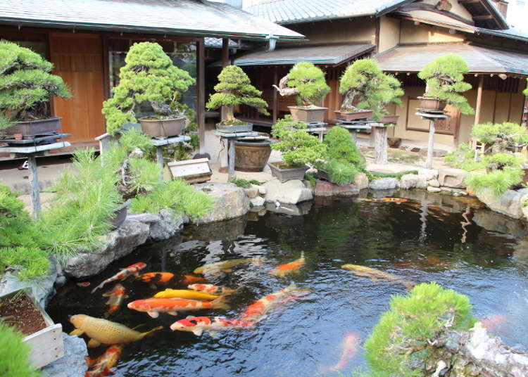 Video Experiencing The Art Of Bonsai In Japan Live Japan Travel Guide