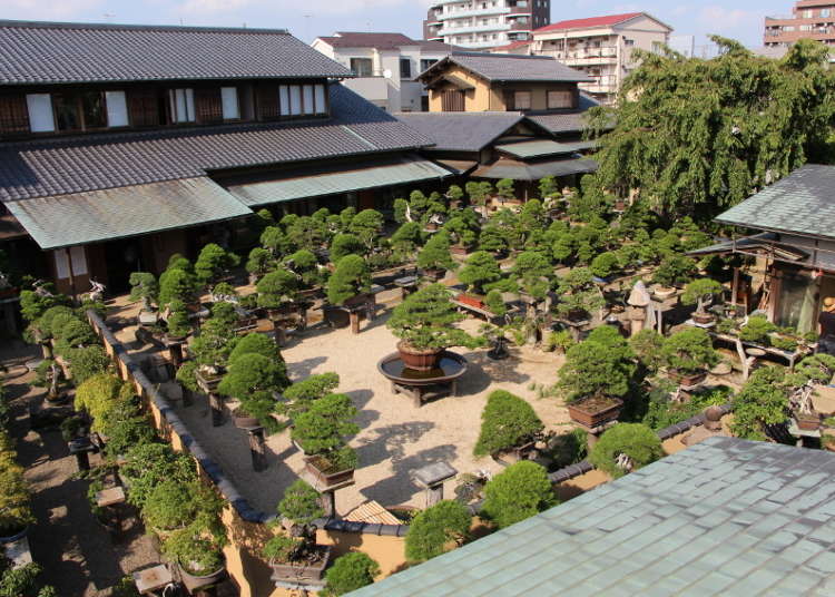 Here's Where to See Bonsai in Japan