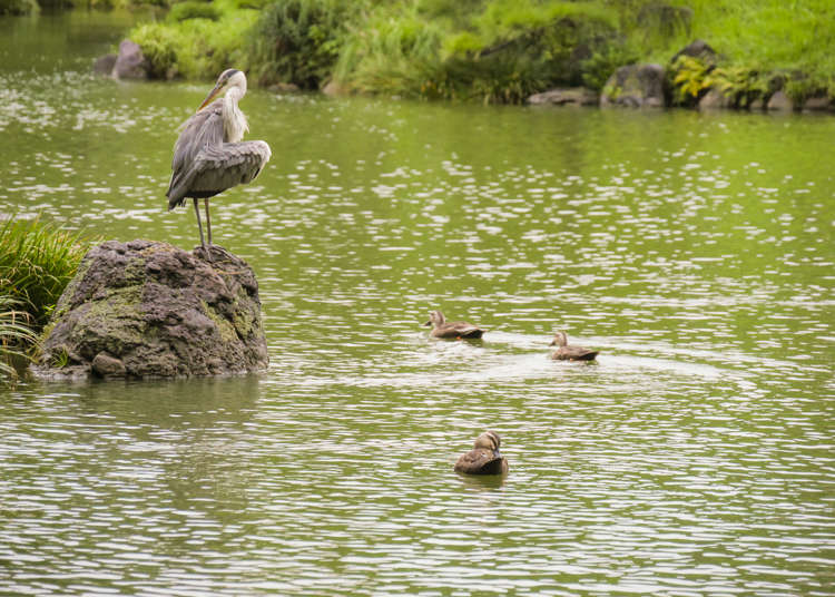 Kiyosumi Teien: A Little-Known Garden Full of History