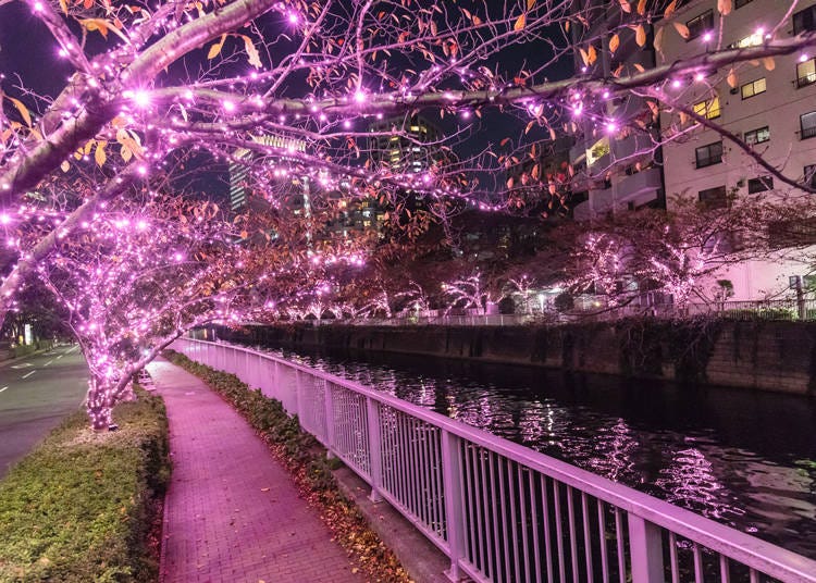 10. 用LED燈裝飾的目黑川櫻花樹「目黒川 大家的ILLUMINATION 2022」