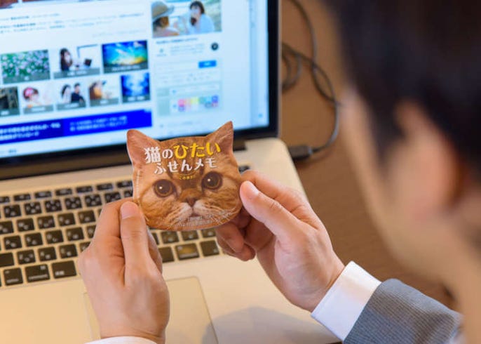 日本の猫好きは凄すぎ 猫のおでこの香りに包まれたりと 猫グッズまみれで1日を過ごすと最高に癒された Live Japan 日本の旅行 観光 体験ガイド