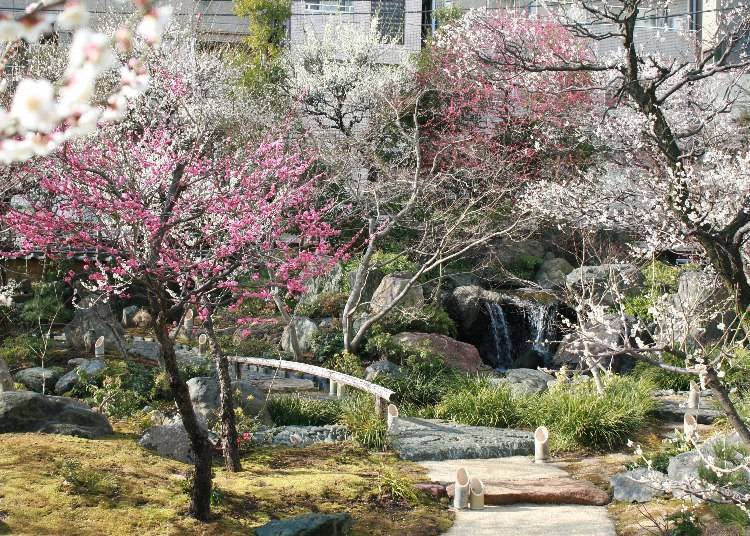 Yushima Tenmangu Plum Festival