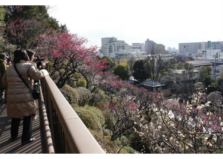 Ikegami Plum Garden