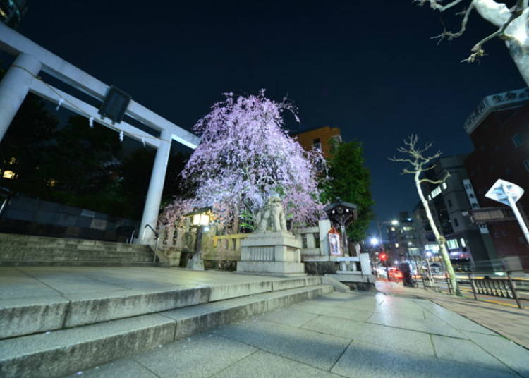 Weddings and Refuge: Nogi Shrine Today