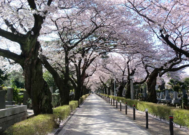 青山墓地を訪れて