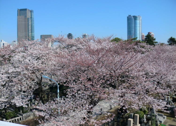 Cherry Trees and Tombstones