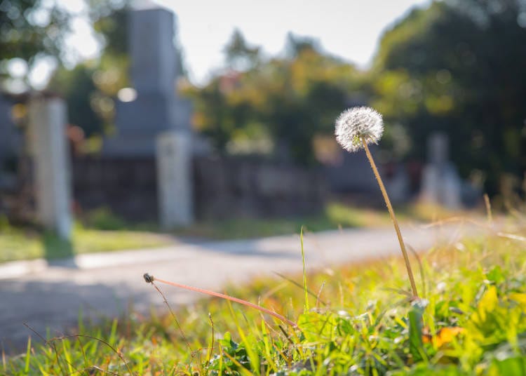 Aoyama Cemetery: An Unexpected Walk Through History