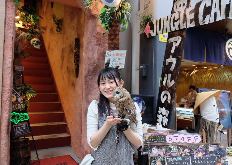 淺草也有狂野的一面？！喜歡貓頭鷹的你，一起去貓頭鷹咖啡廳「Forest Of Owl」吧！
