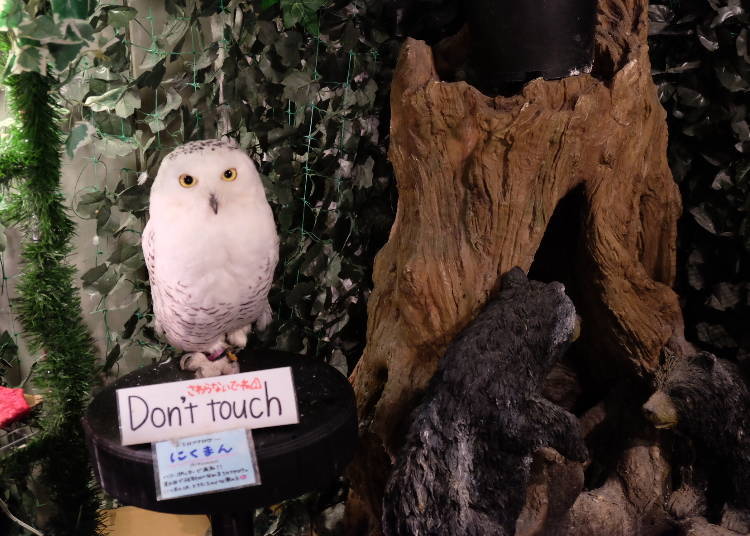 Bertemu dengan [Hedwig]!
