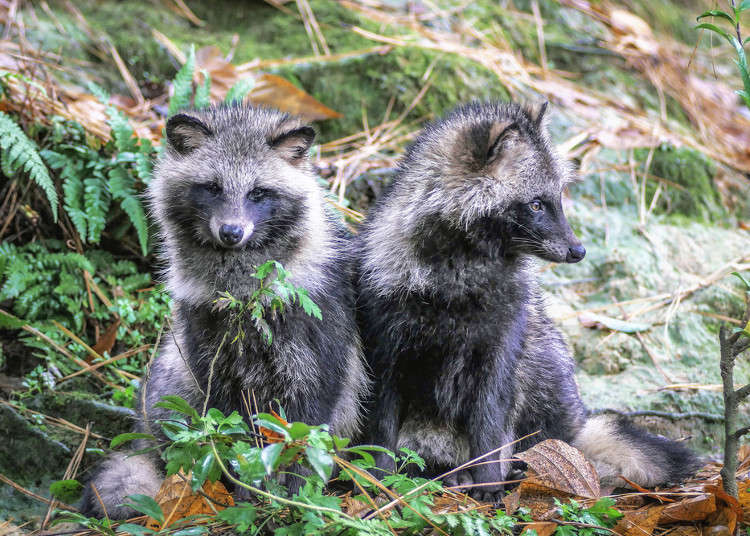 人を化かす？　それともただの動物？　日本のタヌキ伝説