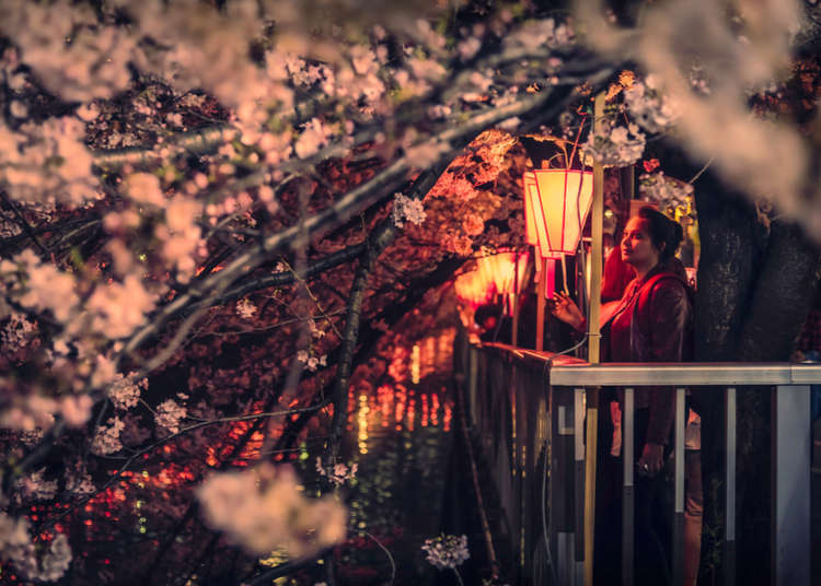 桜満開の花見は今日がチャンス！宴会で言える桜と花見の豆知識を仕入れておこう！