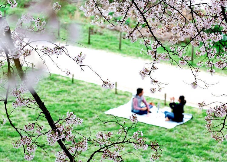 How to Hanami: Appreciation of Sakura Bloom