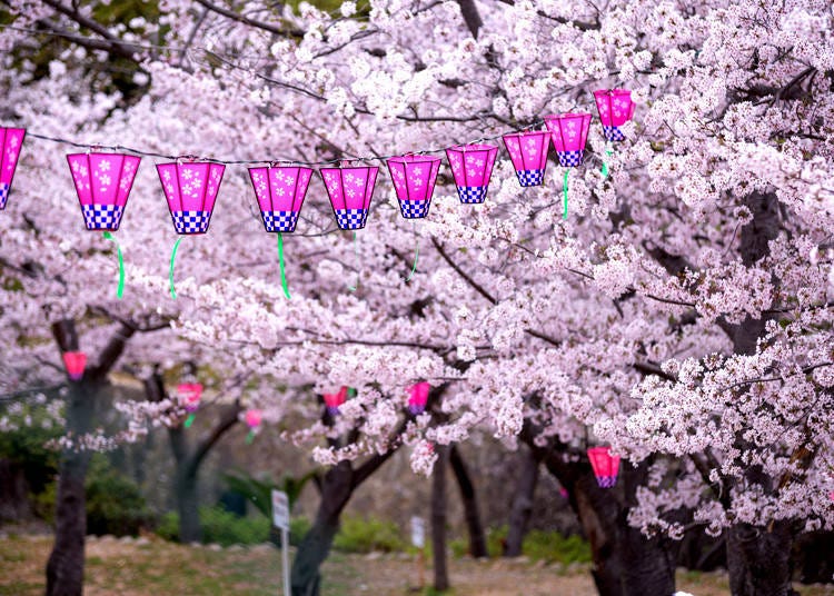 Helpful Tips for a Perfect Hanami Party