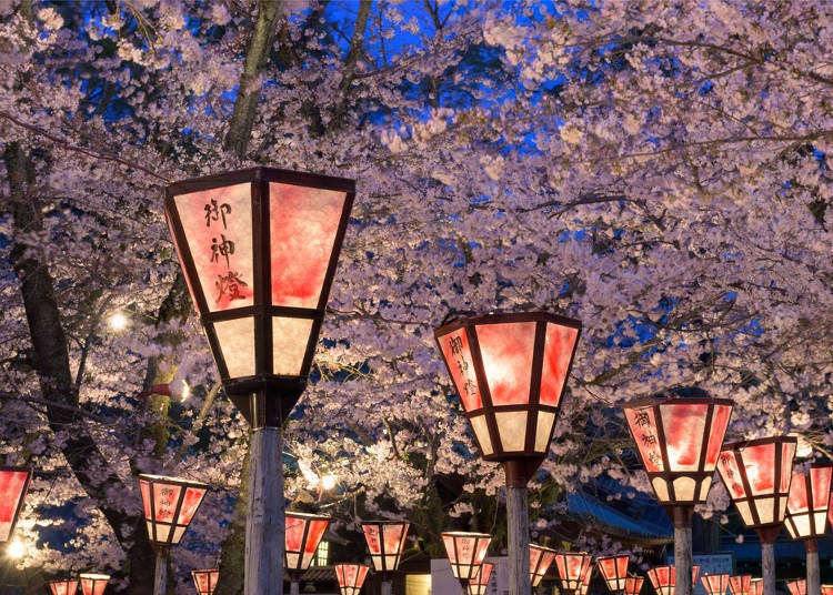 日本的櫻花哲學