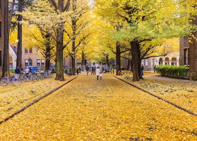 秋游东京赏红叶 Live Japan 日本的旅行 旅游 体验向导