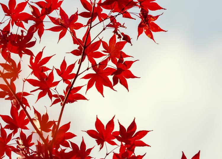 日本的红叶