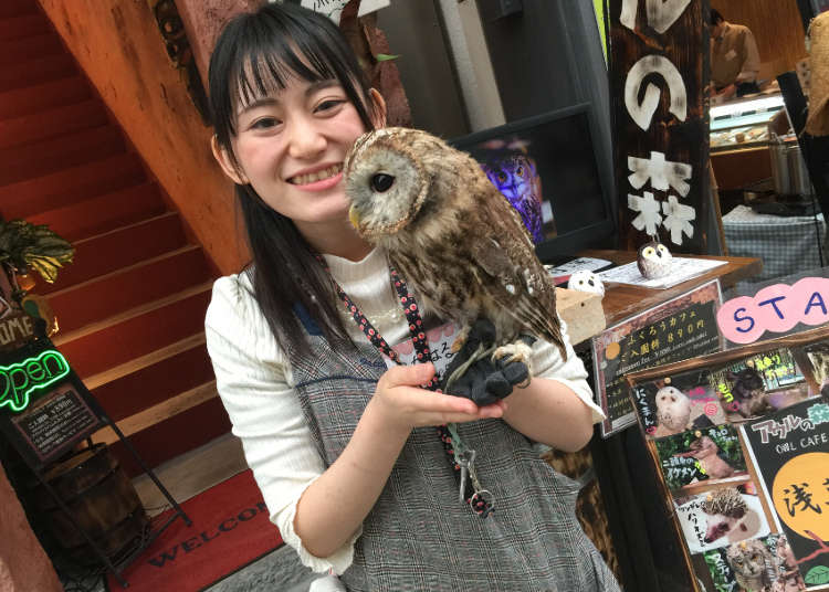 Asakusa’s Feathery Jungle Forest: Owl no Mori