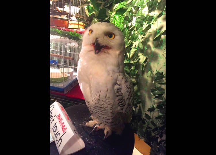 A Snowy Owl