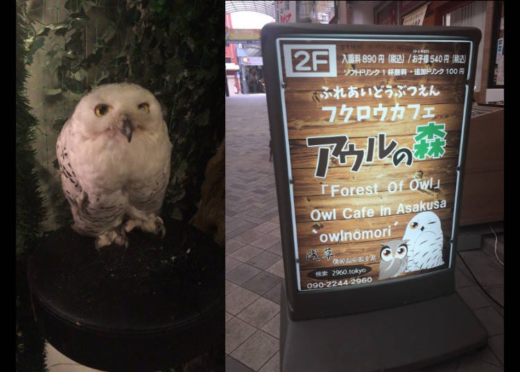 Along Come the Owl Cafes...Visiting Owl no Mori