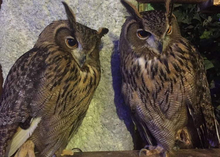 Two Wise Owls