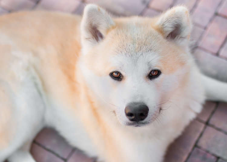 忠犬ハチ公──ある献身的な犬の物語