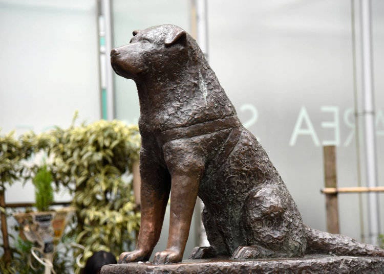 The Legacy of Hachiko Continues