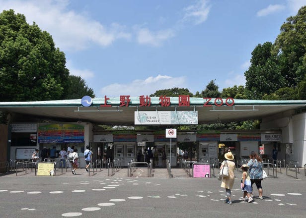 Ueno Zoo: Visit Tokyo’s Oldest Zoo