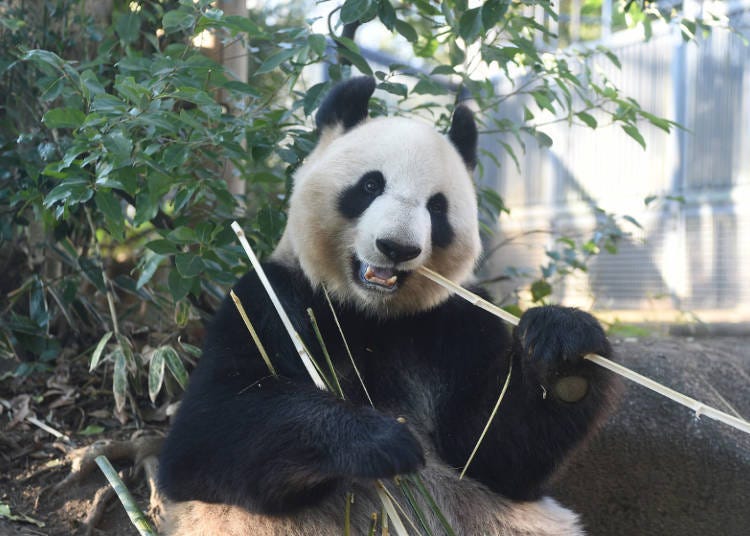 Meet Pandas from China