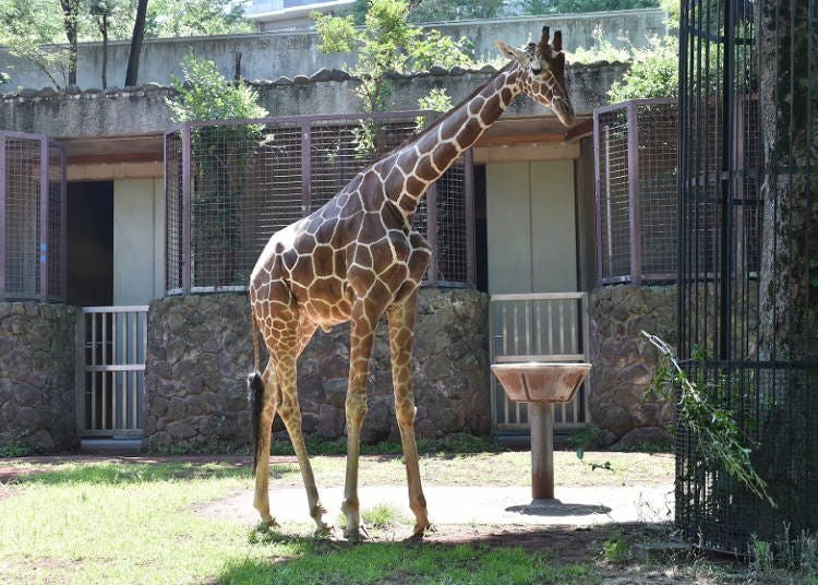 西園：アフリカの動物と爬虫類＆両生類