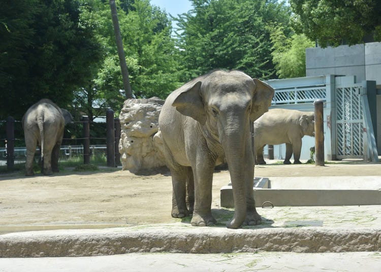 東園：大型動物たちがビッグスマイル