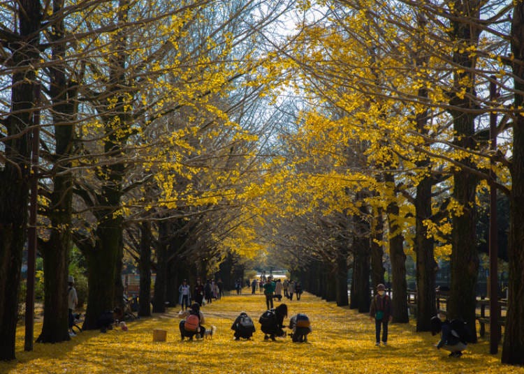 A Painted Carpet of Golden Leaves