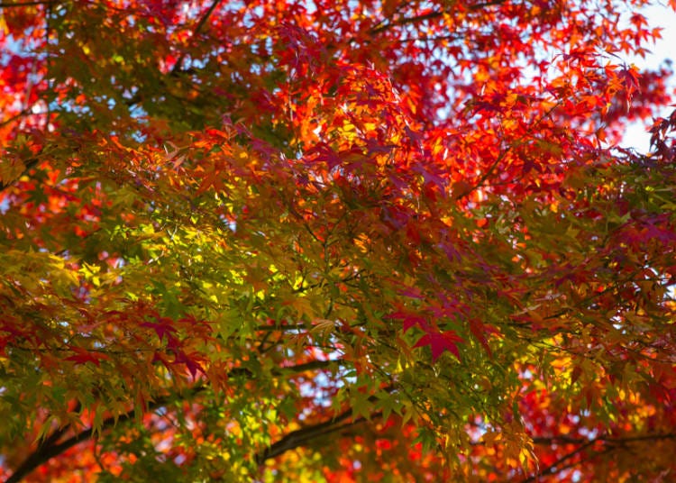 秋の美しい色彩