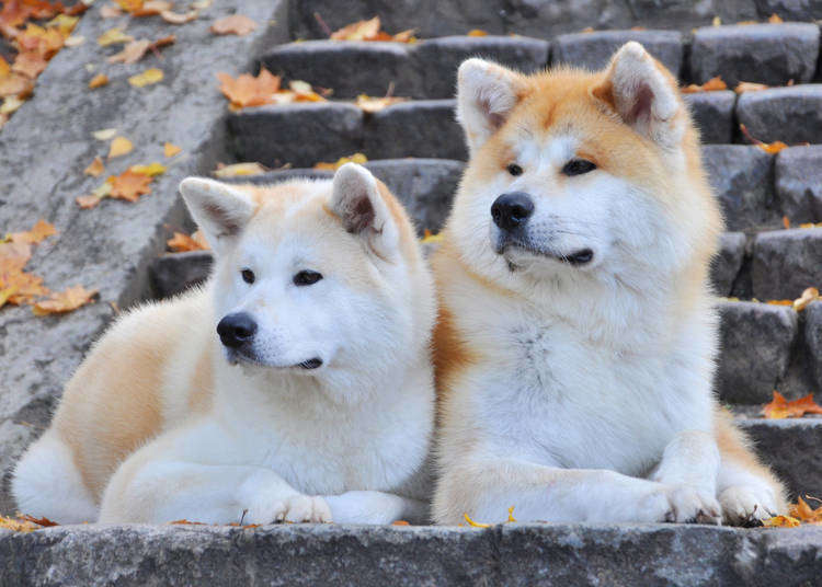 dog breed akita photos